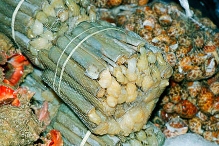 fresh razor clams in a market stall for sell