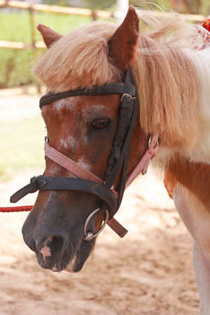 brown colored horse or pony head in close upの写真素材