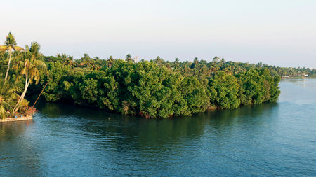 group of mangrove tree is a shrub or small tree that grows in coastal saline or brackish waterの写真素材