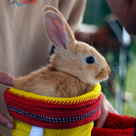 little rabbit or bunny sitting in a small basket as a pet animalの写真素材