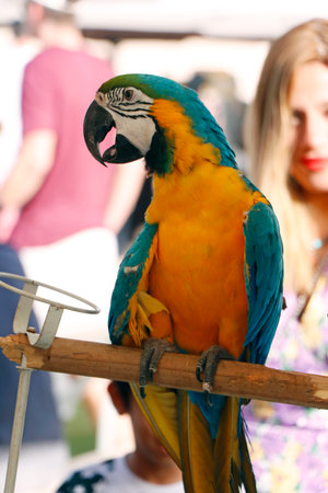 exotic blue and yellow macaw bird close up in a carnival festivalの写真素材
