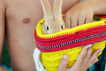 little brown rabbit or bunny sitting in a small craft yellow basket close upの写真素材