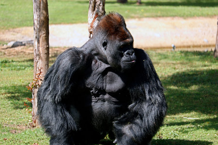 silverback gorilla male gets a portrait sitting on a sunny dayの写真素材