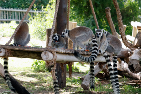 ring-tailed lemur (Lemur catta) is a large strepsirrhine primate and the most recognized lemur due to its long, black and white ringed tail. It belongs to Lemuridae,の写真素材