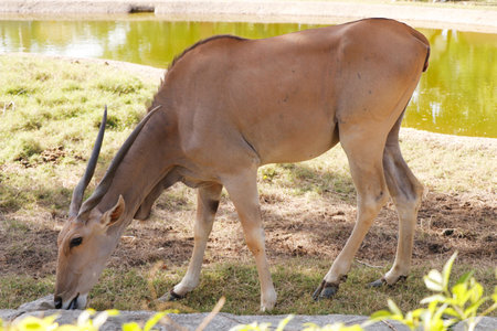 common eland (Taurotragus oryx), also known as the southern eland or eland antelope, is a large-sized savannah and plains antelope found in East and Southern Africaの写真素材