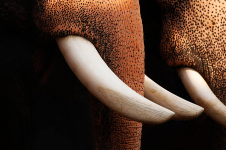 indian elephant trunk and tusk in close upの写真素材