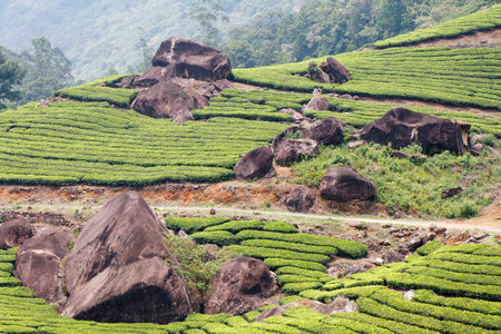 beautiful tea garden farm  with misty valley in munnar keralaの写真素材