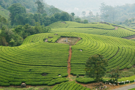 beautiful tea garden farm plantation with misty valley and mountain in munnar keralaの写真素材