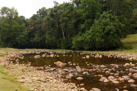 beautiful thick forest and river with pebble stone in kerala indiaの写真素材