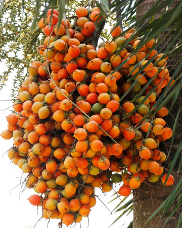 Areca catechu Common names areca nut palm, betel nut palm, Indian nut, Pinang palm and catechu.In English this palm is called the betel tree because its fruit, the areca nut, is often chewed along with the betel leaf, a leaf from a vine of the family Piperaceae.の写真素材
