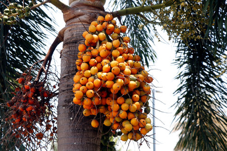 Areca catechu Common names areca nut palm, betel nut palm, Indian nut, Pinang palm and catechu.In...