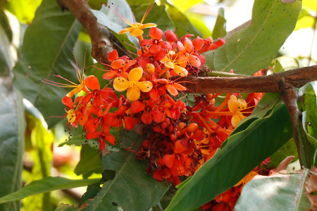 Saraca asoca, commonly known as the Ashoka tree, is the state flower of Indian state of Odisha.considered sacred tree in India and nepalの写真素材