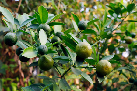 green lime or orange bunch of citrus fruits in a treeの写真素材