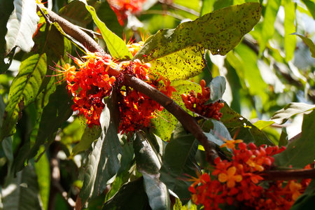Saraca asoca, commonly known as the Ashoka tree, is the state flower of Indian state of Odisha.considered sacred tree in India and nepalの写真素材