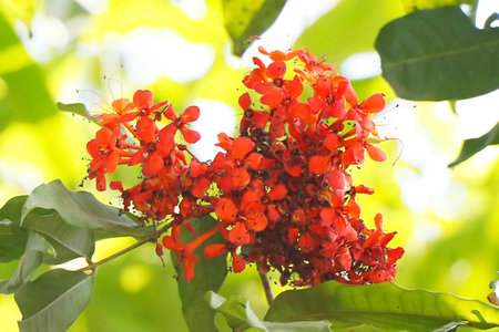 Saraca asoca, commonly known as the Ashoka tree, is the state flower of Indian state of Odisha.considered sacred tree in India and nepalの写真素材