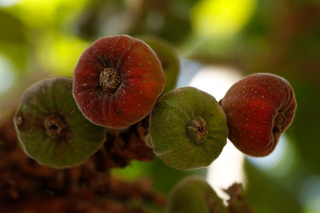 bunches of fresh organic fig fruits in a tree, is an edible fruit of Ficus carica