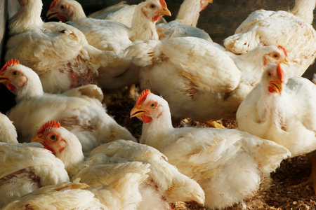 white broiler chicken in a cage for meat businessの写真素材