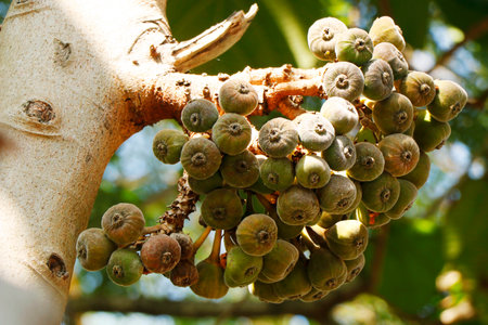 bunches of fresh organic fig fruits in a tree, is an edible fruit of Ficus carica