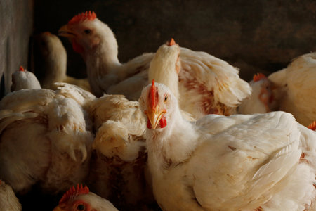 white broiler chicken in a cage for meat businessの写真素材