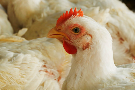 white broiler chicken in a cage for meat businessの写真素材