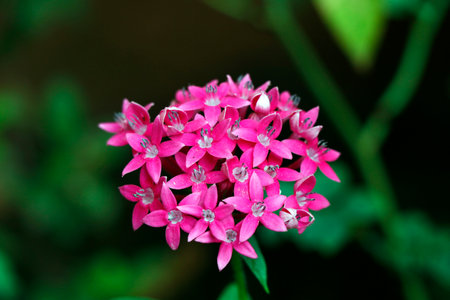 purple, pink or magenta flower in close upの写真素材