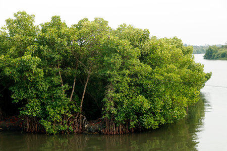 mangrove island, is a shrub or tree that grows mainly in coastal saline or brackish water. also called halophytes, and are adapted to live in harsh coastal conditions.の写真素材