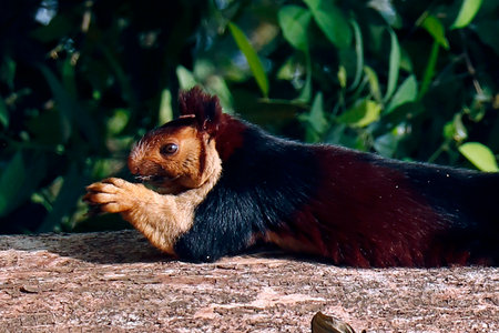 malabar giant purple wild squirrel on tree in close upの写真素材