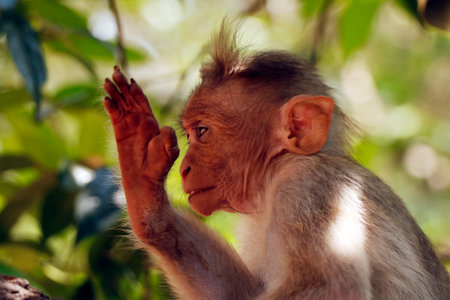 bonnet macaque monkey (Macaca radiata) raising hand in close upの写真素材