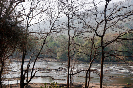 deep forest  jungle with stream of river water in athirapally keralaの写真素材