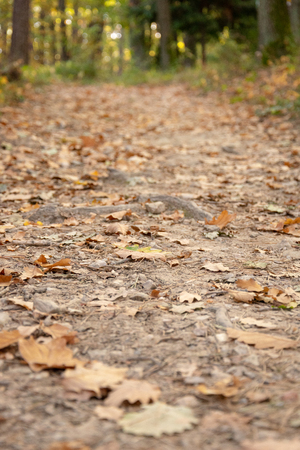 Another autumn day in the woodsの写真素材