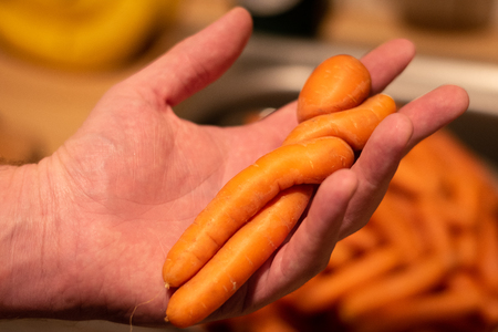 Carrots in Loveの写真素材