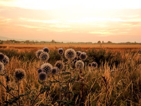 Thistles in the sunsetの写真素材
