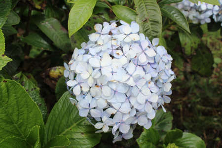 beautiful little flowers. blue flowers with yellow