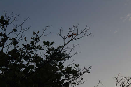 silhouette of a tree. Beautiful skyscape full of clouds at sunset.の写真素材
