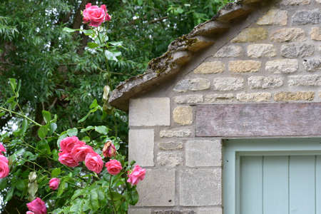 flowers of united kingdom