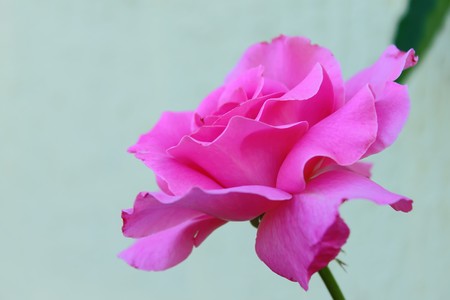 Roseの写真素材