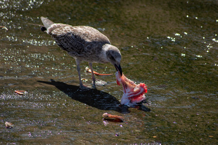 seagull eating fish in the water, closeup of photoの写真素材