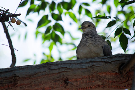 Dove sitting on a tree branch in the park at sunset.の写真素材