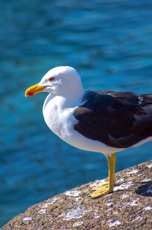 Portrait of a seagull on a rock in the seaの写真素材