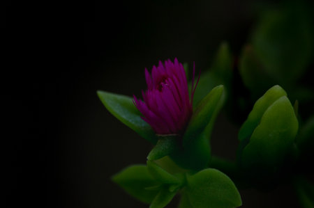 Carpobrotus edulis flower on a black backgroundの写真素材