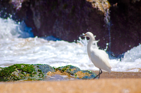 Little egret (Egretta garzetta) on the beachの写真素材