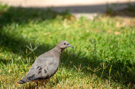 Pigeon on the grass in the park, close-upの写真素材