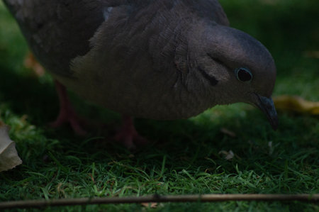 Close up of a pigeon on the green grass in the park.の写真素材