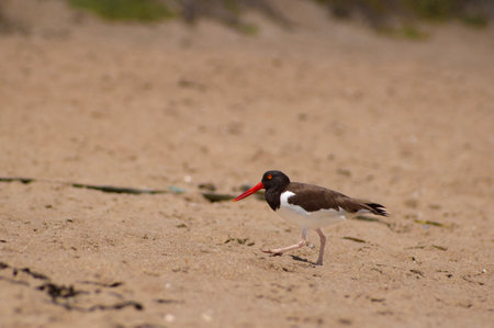 American oystercatcher (Haematopus ostralegus) on the beachの写真素材