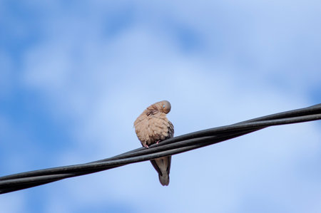 Dove on a wire against the blue sky, close-upの写真素材