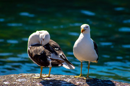 Two seagulls standing on the shore of the lake.の写真素材