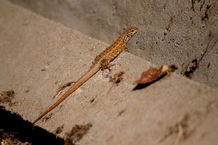 Lizard on the wall in the garden, closeup of photoの写真素材
