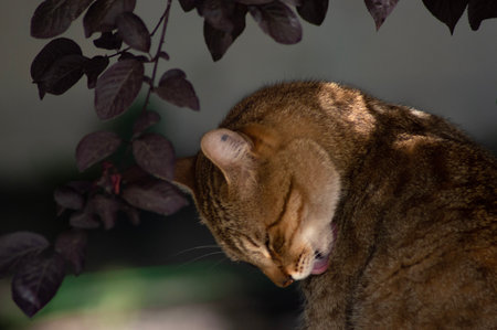 Cat in the garden. Cat in the garden. Cat in the gardenの写真素材