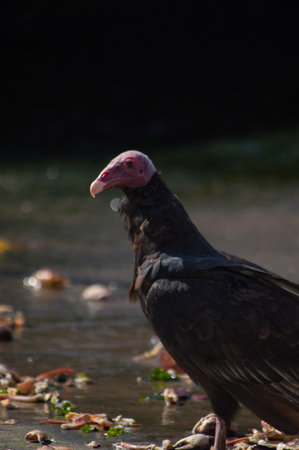 Turkey Vulture (Vultur gryphus) eating fishの写真素材