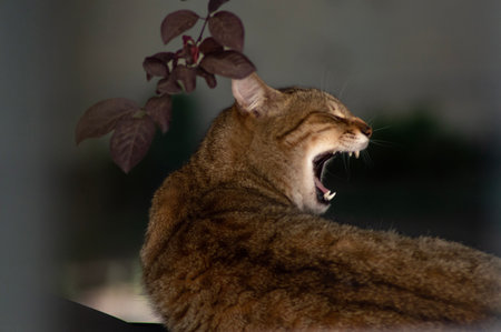 Domestic cat yawning on the windowsill. Shallow depth of field.の写真素材